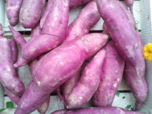 renisveggieworld-2_2016-10-23-09-56-04